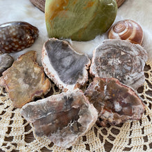 The Goddess’s Crystal: Petrified Wood (One Slice)