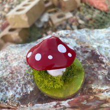 The Woodland Shroom