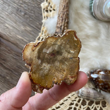 The Goddess’s Crystal: Petrified Wood (One Slice)