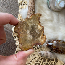 The Goddess’s Crystal: Petrified Wood (One Slice)