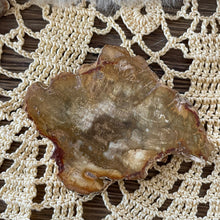 The Goddess’s Crystal: Petrified Wood (One Slice)