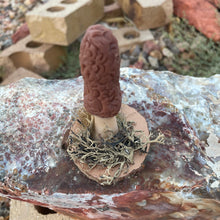 The Woodland Morel