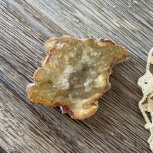 The Goddess’s Crystal: Petrified Wood (One Slice)
