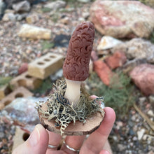 The Woodland Morel