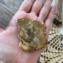 The Goddess’s Crystal: Petrified Wood (One Slice)