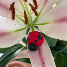 The Goddess’s Familiar: Lucky Lady Bug
