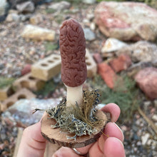 The Woodland Morel
